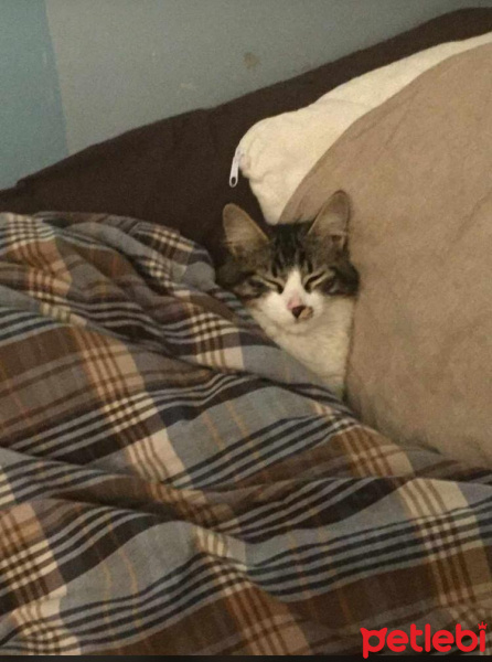 Norwegian Forest, Kedi  Kutup fotoğrafı