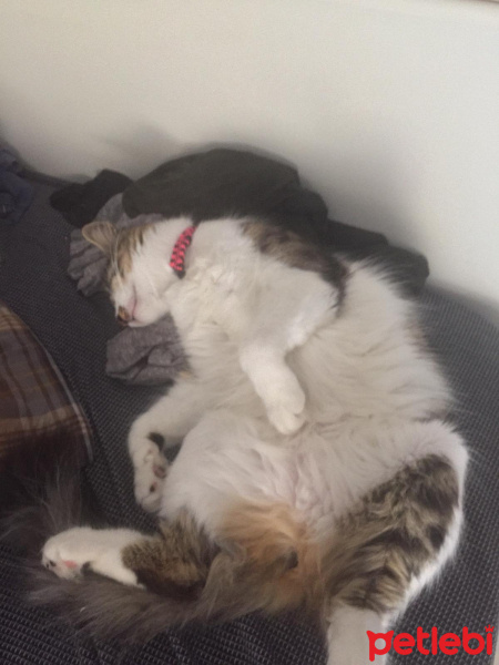 Norwegian Forest, Kedi  Kutup fotoğrafı