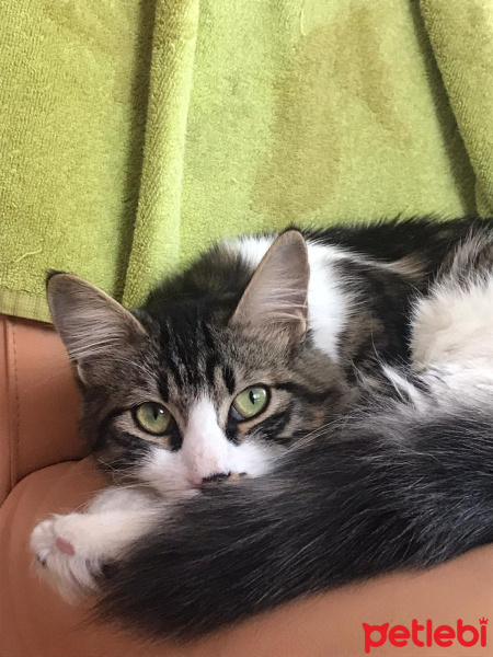 Norwegian Forest, Kedi  Kutup fotoğrafı