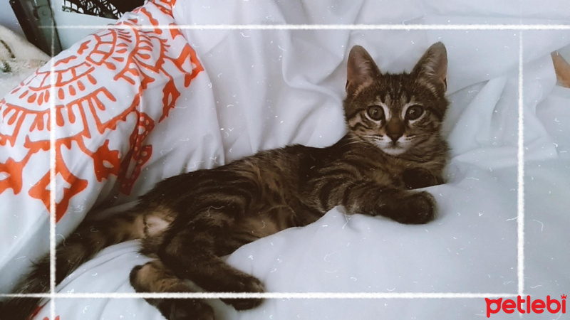 Tekir Kedi, Kedi  Minnoş fotoğrafı