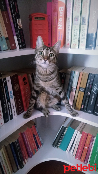 Tekir Kedi, Kedi  Minnoş fotoğrafı