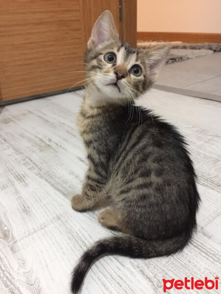 Tekir Kedi, Kedi  mina fotoğrafı