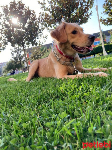 Golden Retriever, Köpek  LENA fotoğrafı