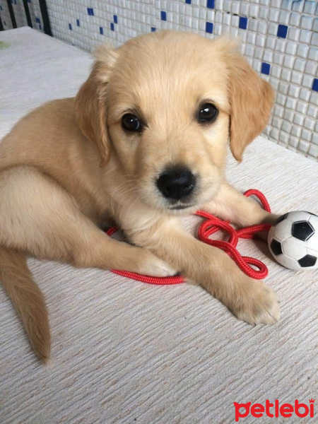 Golden Retriever, Köpek  LENA fotoğrafı