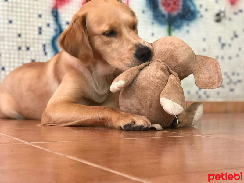 Golden Retriever, Köpek  LENA fotoğrafı