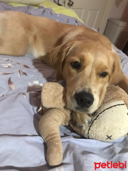 Golden Retriever, Köpek  LENA fotoğrafı