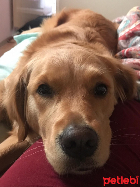Golden Retriever, Köpek  LENA fotoğrafı