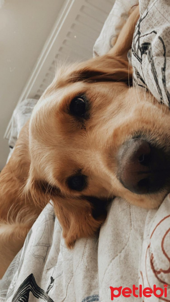 Golden Retriever, Köpek  LENA fotoğrafı