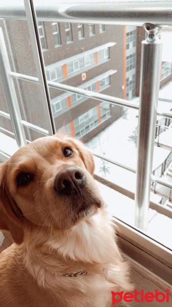 Golden Retriever, Köpek  LENA fotoğrafı