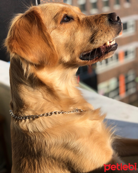 Golden Retriever, Köpek  LENA fotoğrafı
