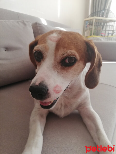 Beagle, Köpek  Latte fotoğrafı