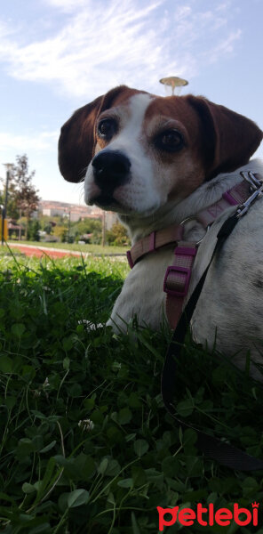 Beagle, Köpek  Latte fotoğrafı