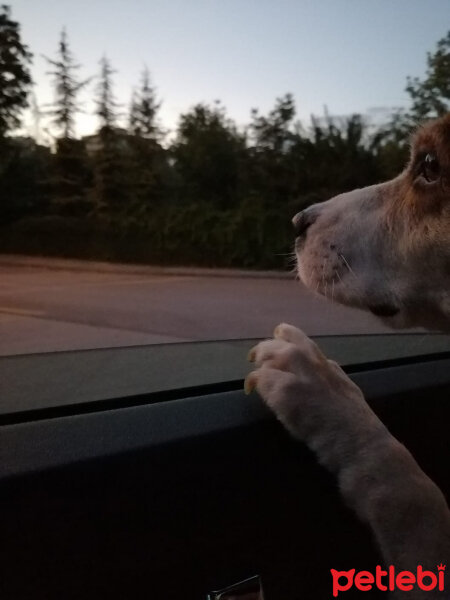 Beagle, Köpek  Latte fotoğrafı