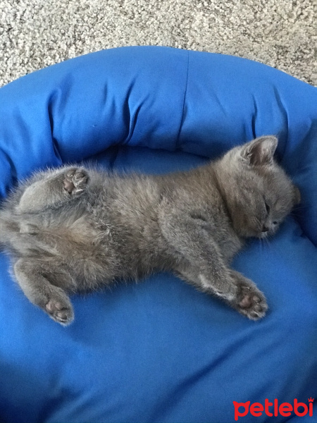 British Shorthair, Kedi  Çakıl fotoğrafı