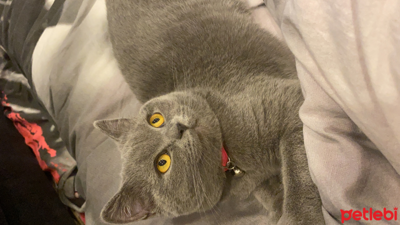 British Shorthair, Kedi  Çakıl fotoğrafı