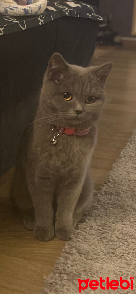 British Shorthair, Kedi  Çakıl fotoğrafı