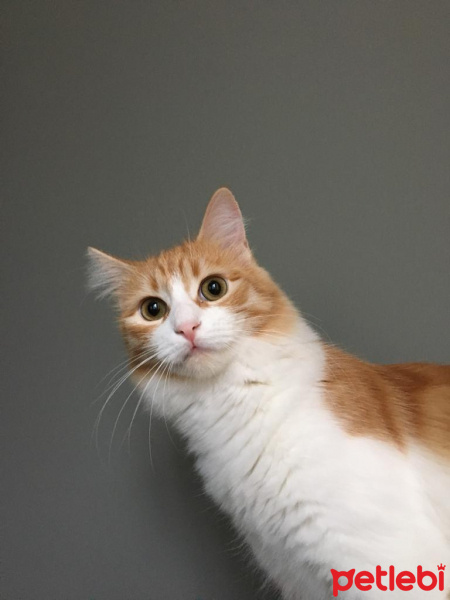 Sarman, Kedi  Leydi fotoğrafı