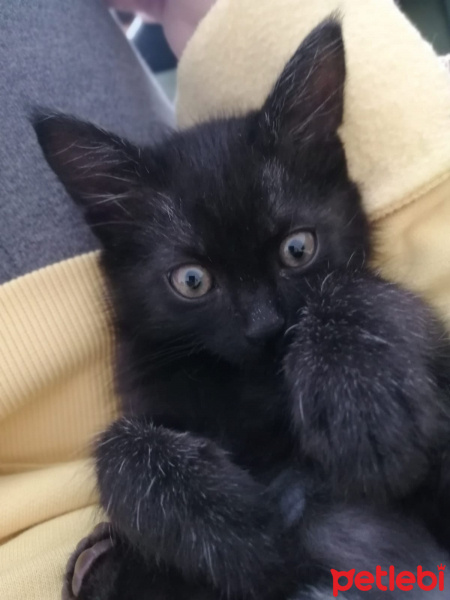 Tekir Kedi, Kedi  Bitter fotoğrafı