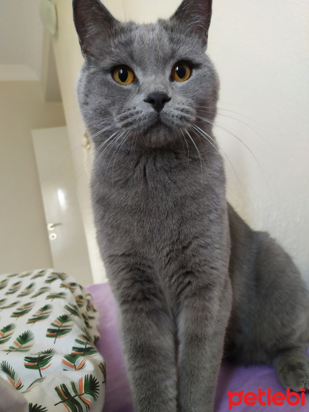 British Shorthair, Kedi  Efe fotoğrafı