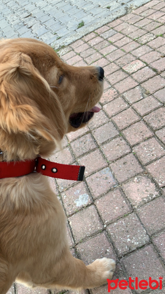 Golden Retriever, Köpek  Bal fotoğrafı