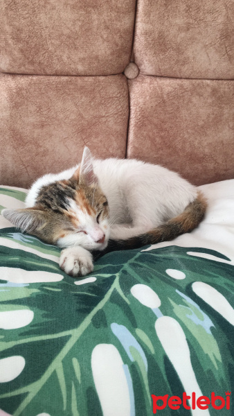 Tekir Kedi, Kedi  Ceku fotoğrafı