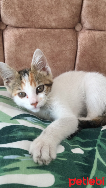 Tekir Kedi, Kedi  Ceku fotoğrafı