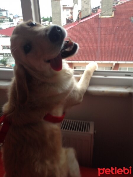 Golden Retriever, Köpek  lena fotoğrafı