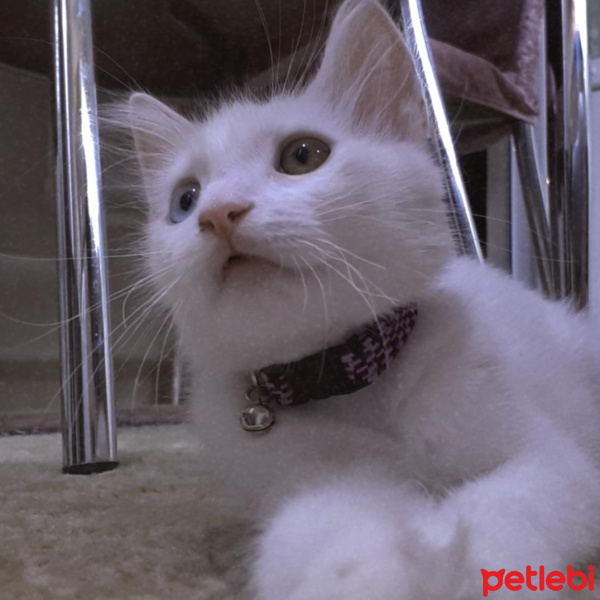Tekir Kedi, Kedi  Ares fotoğrafı