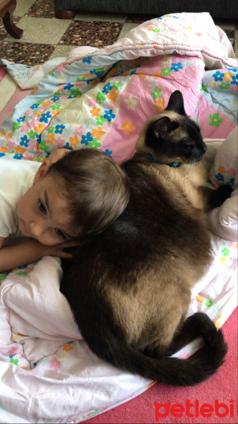 Siyam Kedisi, Kedi  Tarçın fotoğrafı