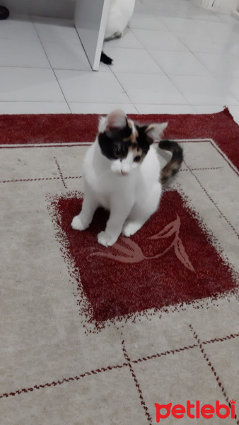 Tekir Kedi, Kedi  5 kardeş sahiplendirilecek fotoğrafı