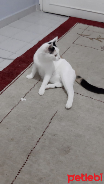 Tekir Kedi, Kedi  5 kardeş sahiplendirilecek fotoğrafı