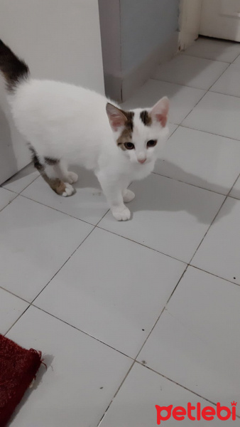 Tekir Kedi, Kedi  5 kardeş sahiplendirilecek fotoğrafı