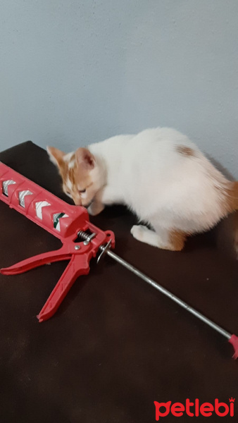 Tekir Kedi, Kedi  5 kardeş sahiplendirilecek fotoğrafı