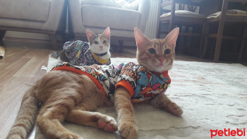Sarman, Kedi  Momo fotoğrafı