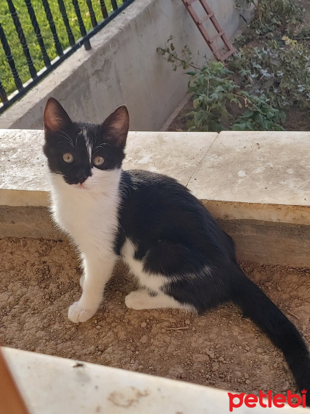 Tuxedo (Smokin) Kedi, Kedi  Moşo fotoğrafı