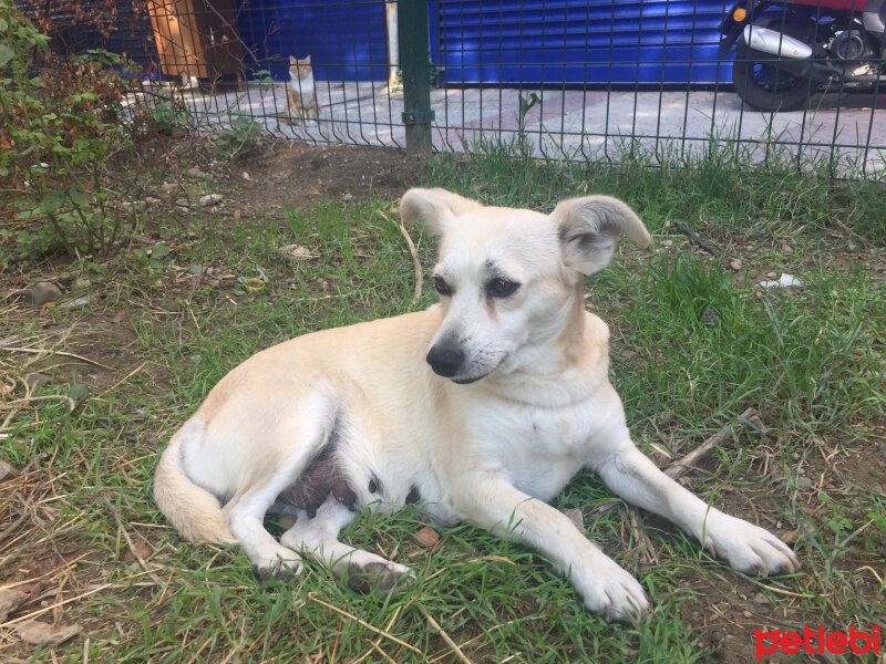 Sokö (Sokak Köpeği), Köpek  Maylo fotoğrafı