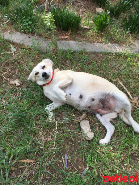 Sokö (Sokak Köpeği), Köpek  Maylo fotoğrafı