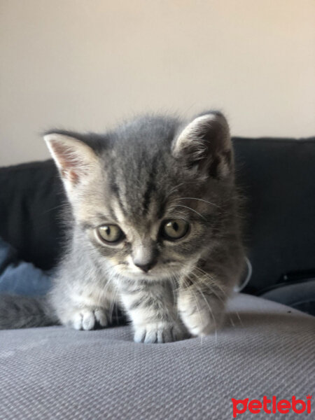 British Shorthair, Kedi  Mırmır fotoğrafı