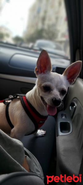 Chihuahua, Köpek  Şila fotoğrafı