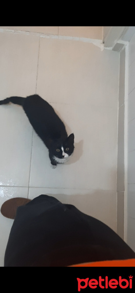 Tekir Kedi, Kedi  Karam fotoğrafı