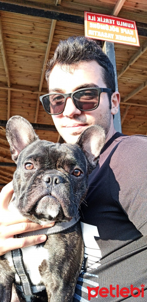 Fransız Bulldog, Köpek  Leo fotoğrafı