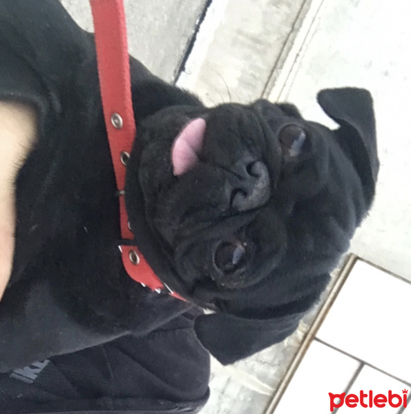 Pug, Köpek  Miço fotoğrafı