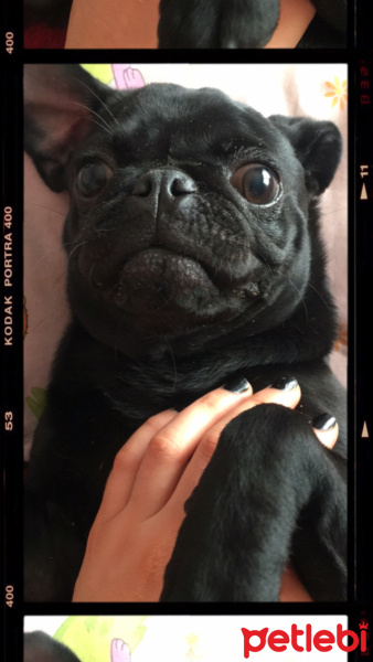 Pug, Köpek  Miço fotoğrafı