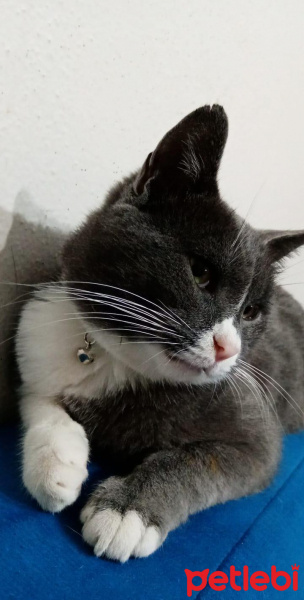 British Shorthair, Kedi  Paşa fotoğrafı