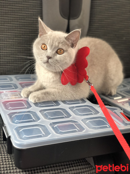 British Shorthair, Kedi  Peynir fotoğrafı
