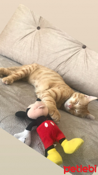 Sarman, Kedi  Kavun fotoğrafı