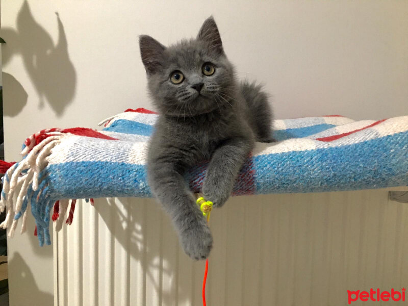 British Shorthair, Kedi  İncir fotoğrafı