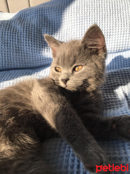 British Shorthair, Kedi  İncir fotoğrafı