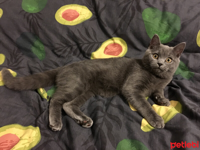 British Shorthair, Kedi  İncir fotoğrafı