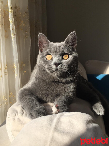 British Shorthair, Kedi  İncir fotoğrafı